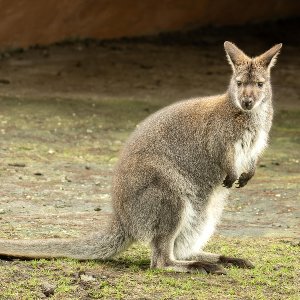Känguru